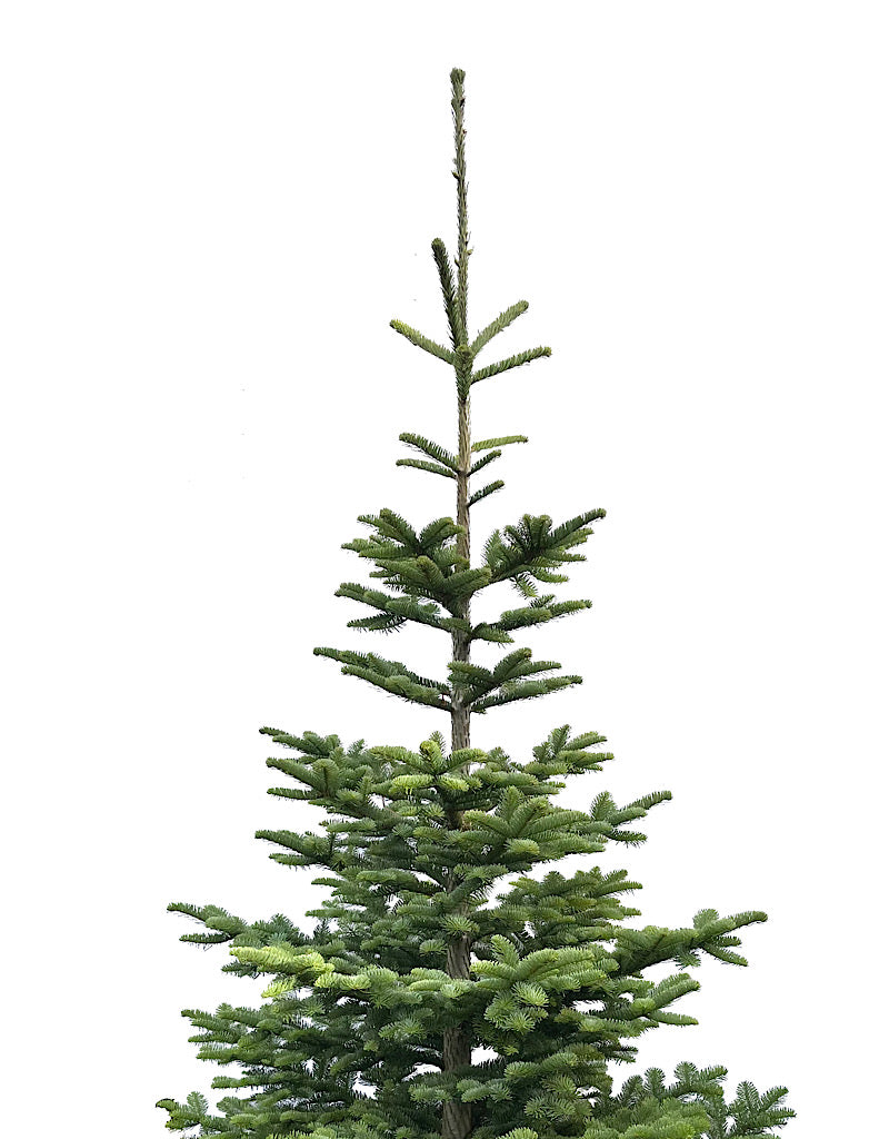 Natural Christmas Tree Pre-Order