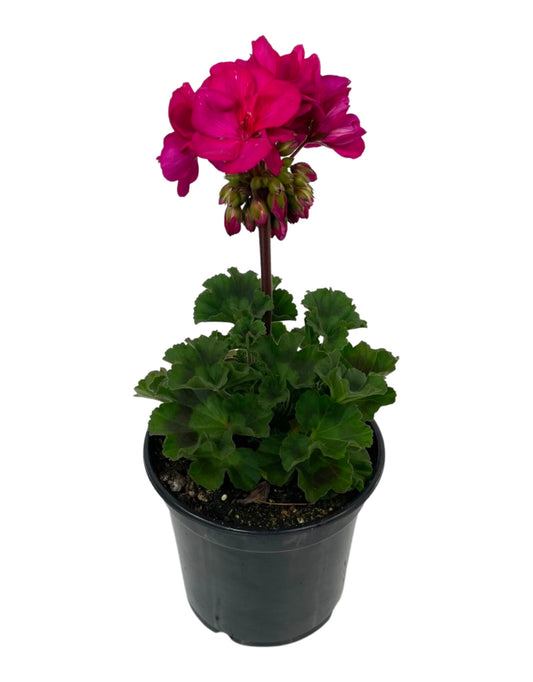 Geranium Zonal 'Presto Violet'