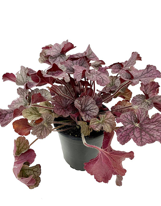 Heuchera 'Northern Exposure Silver'  1 gal