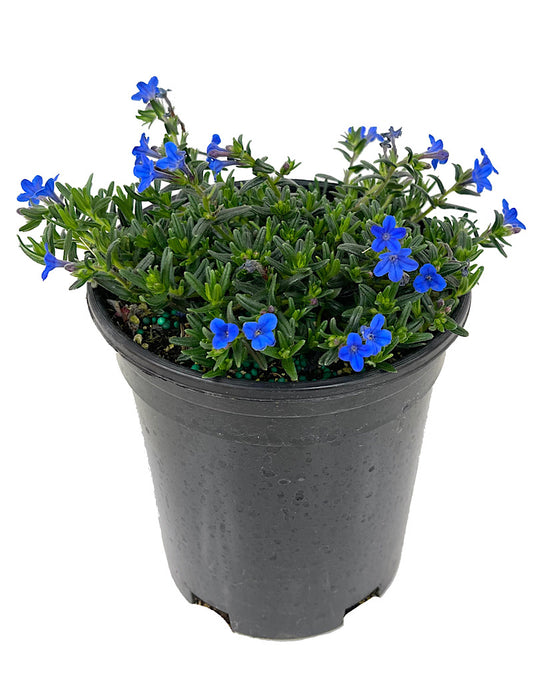 Lithodora diffusa 'Grace Ward' 1 Gallon