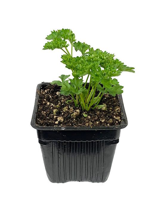 Parsley 'Triple Moss' 4 Inch