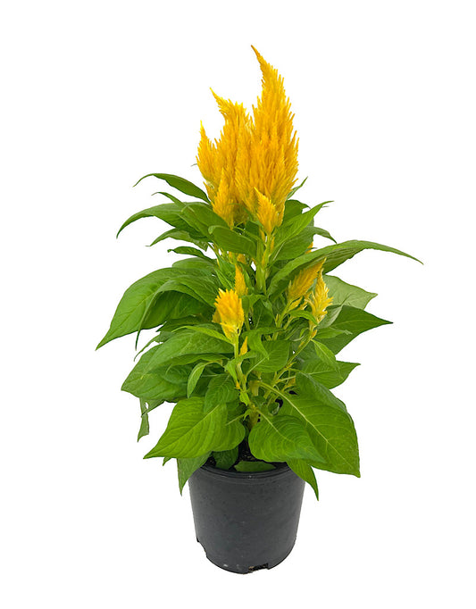 Celosia 'First Flame Yellow' 1 Gallon