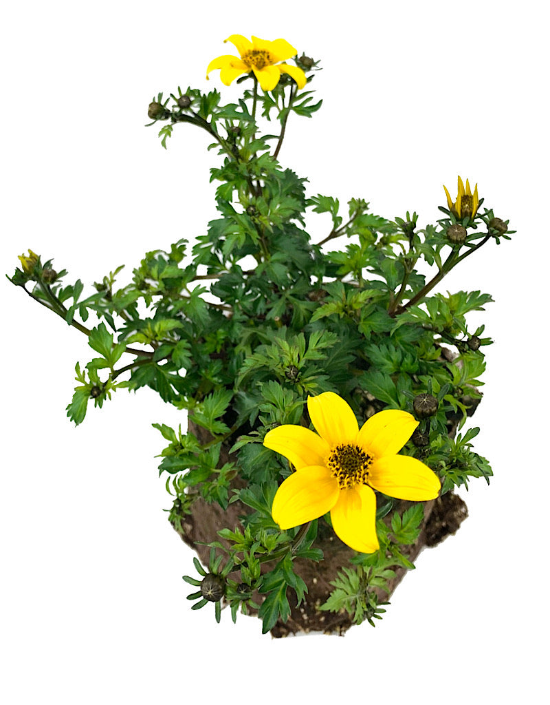 Bidens 'Beedance Yellow'  4 inch