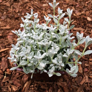 Cerastium t. 'Silver Carpet'  4 inch