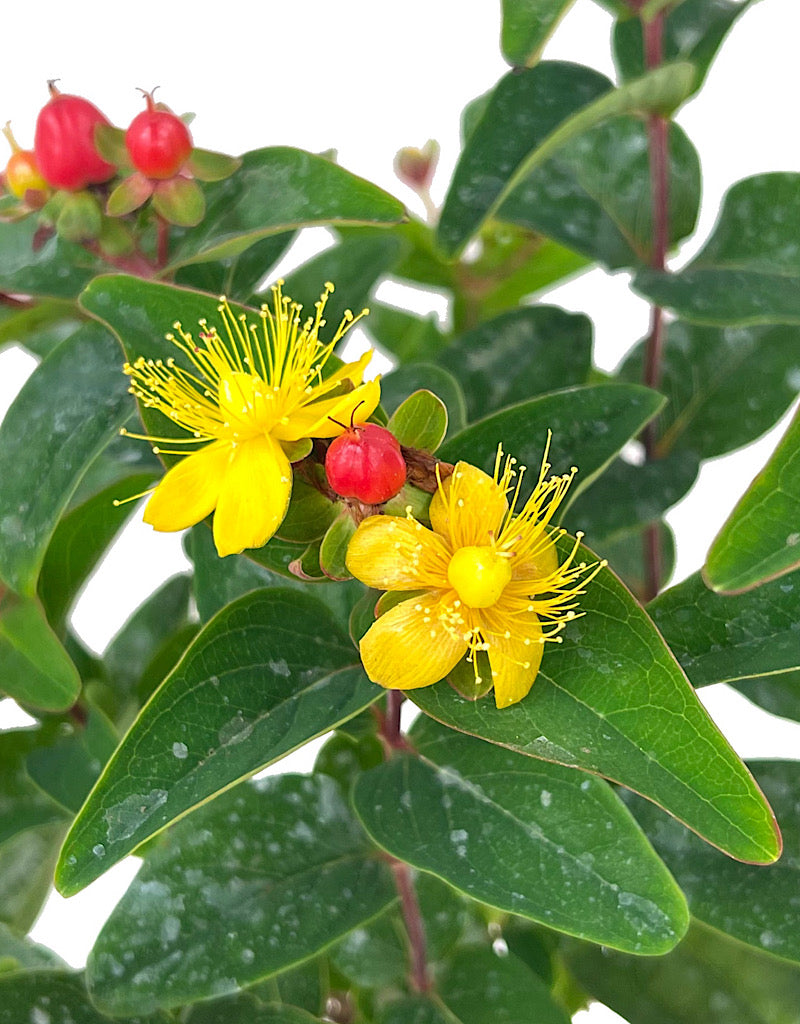 Hypericum 'Magical Triumph' 1 Gallon