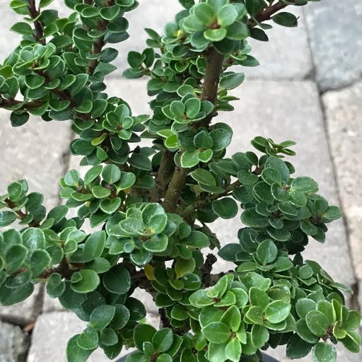 Ilex crenata 'Dwarf Pagoda'