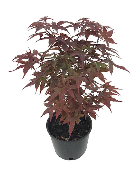 Acer p. 'Rhode Island Red' 1 Gallon