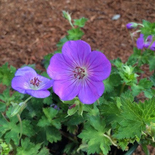 Geranium 'Rozanne' 1 Gallon