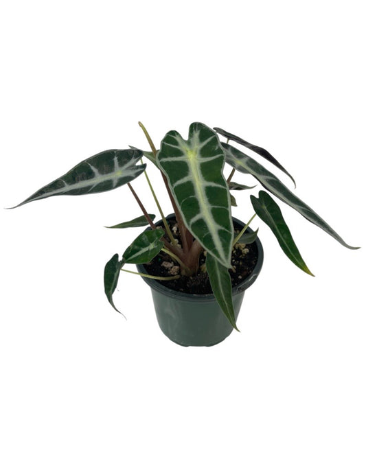 Alocasia 'Bambino' Quart