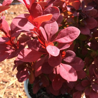 Berberis thunbergii 'Orange Rocket' 1 Gallon