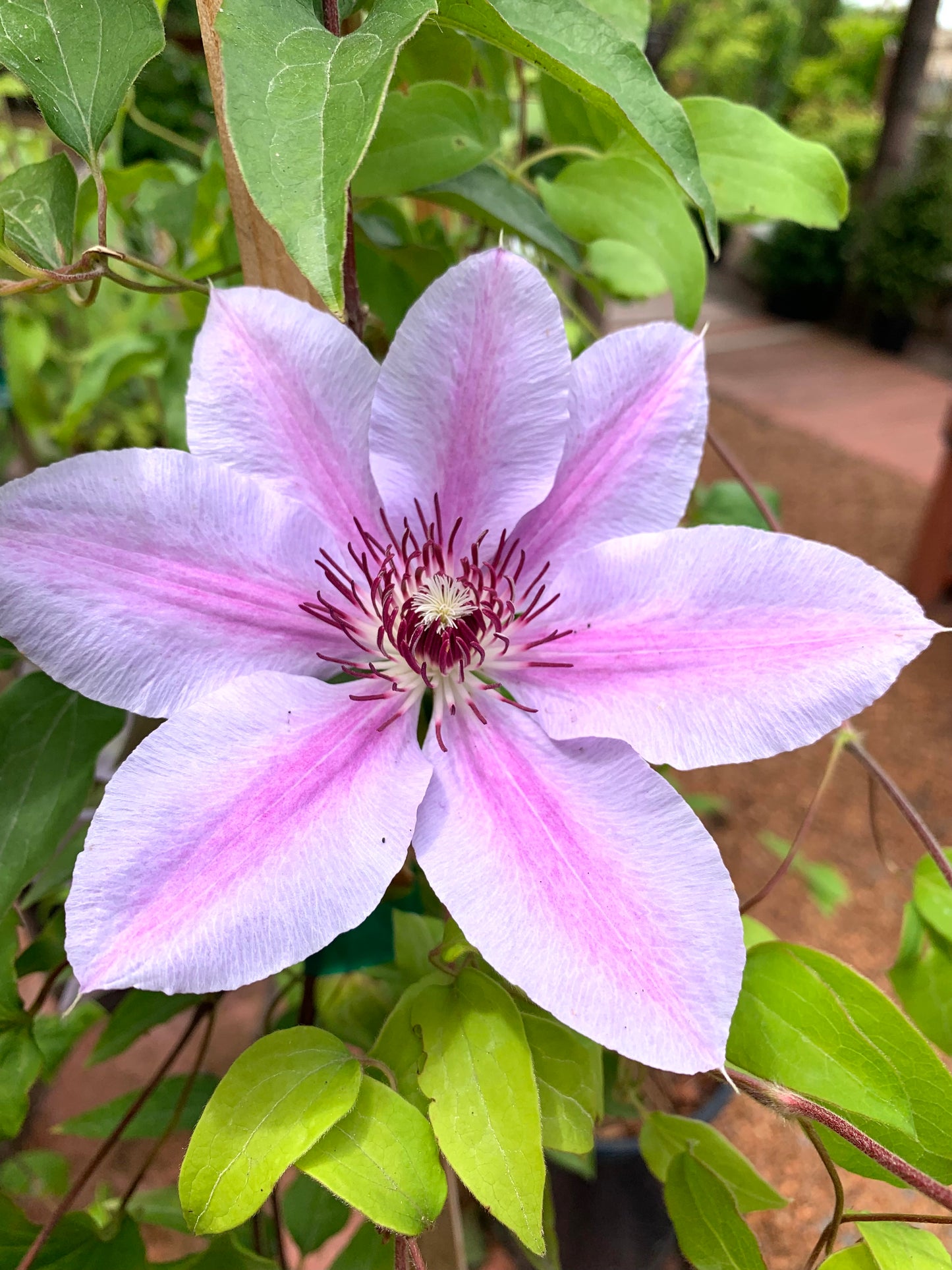 Clematis 'Nelly Moser' 1 Gallon