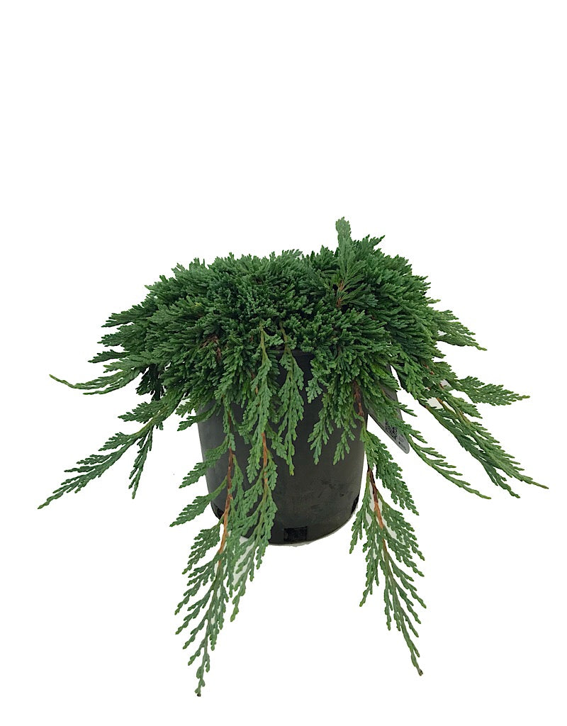 Juniperus h. 'Pancake' 1 Gallon