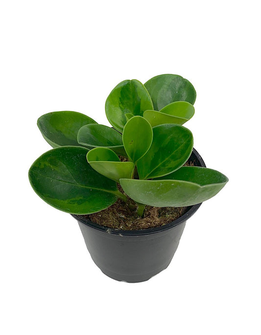 Peperomia obtusifolia  €˜Lemon Lime