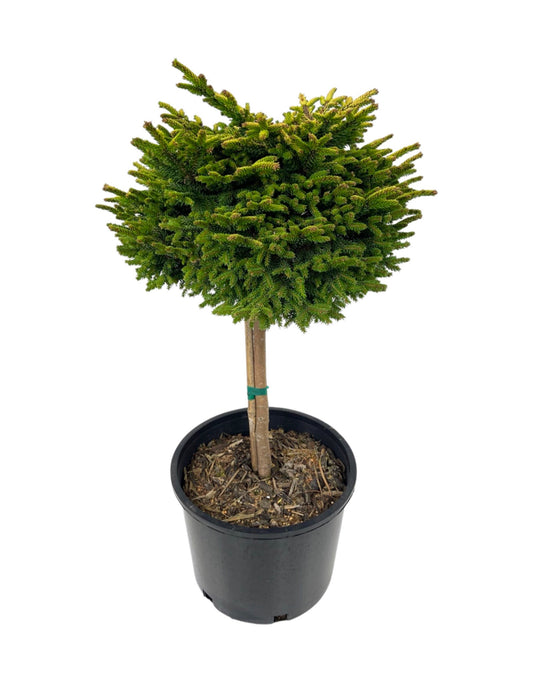 Picea orientalis 'Tom Thumb' 3 Gallon