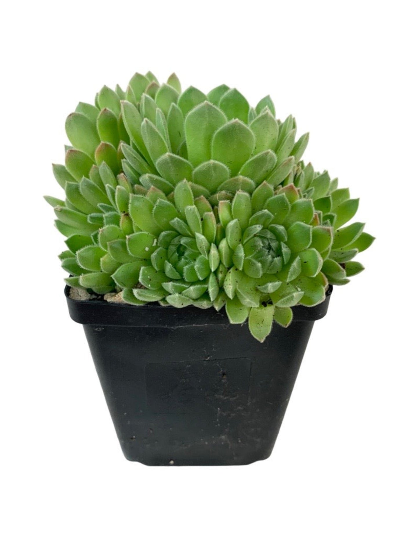 Sempervivum 'Chick Charm  Sugar Shimmer'