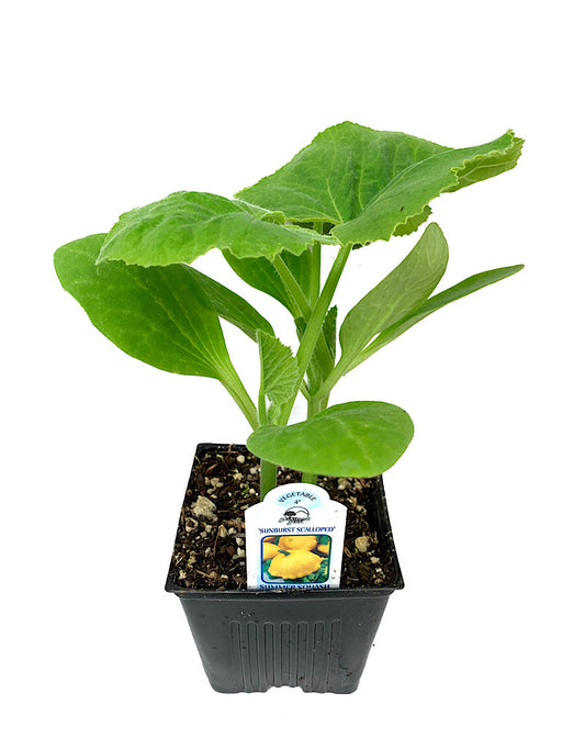 Squash 'Sunburst Patty Pan'  4 inch