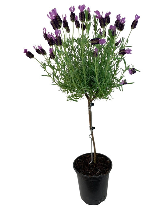 Lavandula Tree 1 Gallon