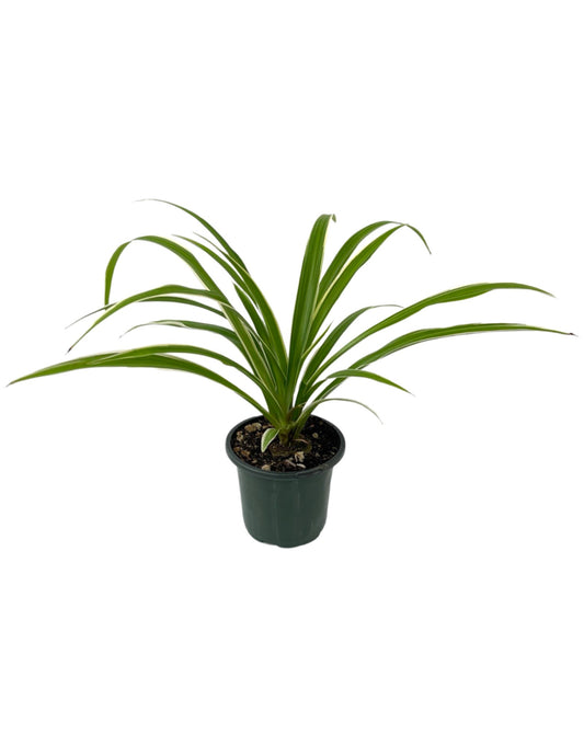 Chlorophytum comosum 'Ocean' Quart