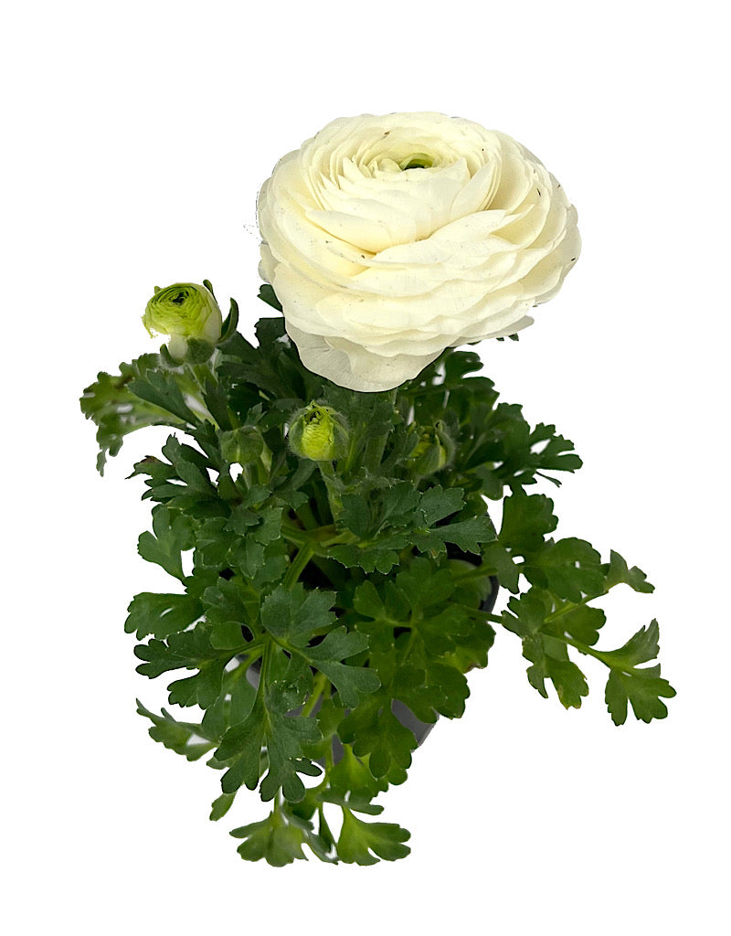 Ranunculus 'Sprinkles'