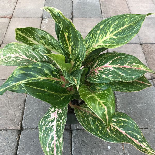 Aglaonema - 6 inch