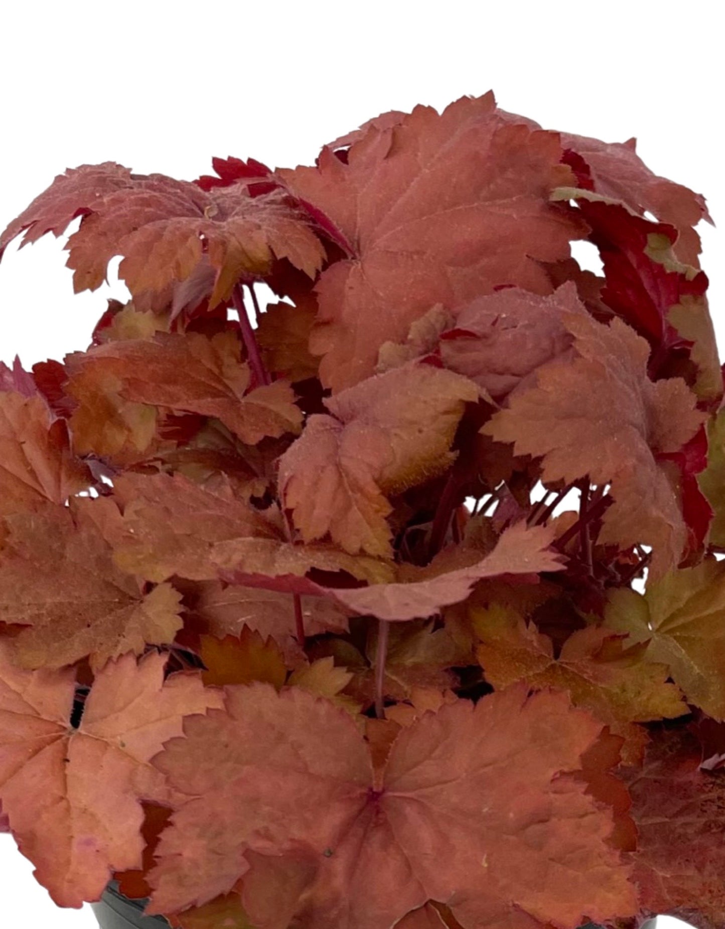 Heuchera 'Magma' 1 Gallon