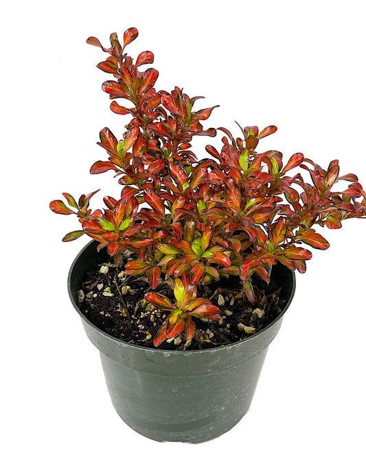 Coprosma 'Evening Glow' Quart