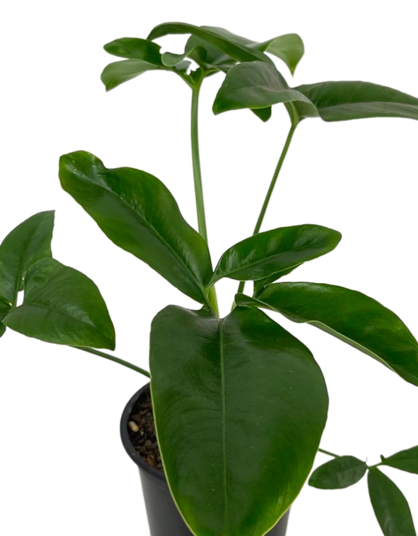 Philodendron goeldii Quart