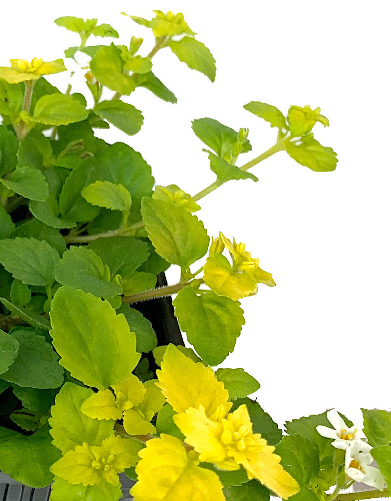 Bacopa  €˜Scopia Golden Leaves White  4 Inch