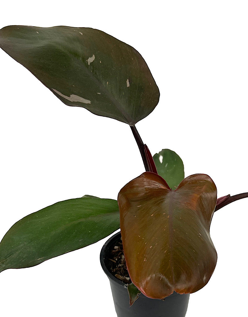 Philodendron erubescens var.  €˜Pink Princess  4 Inch