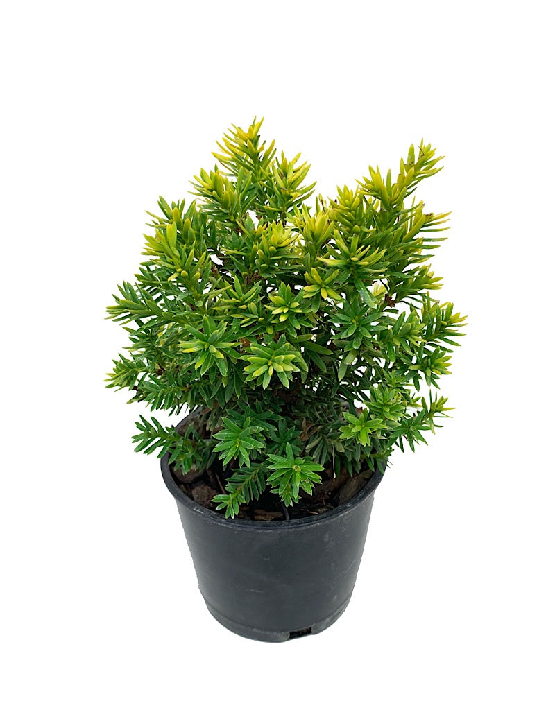 Taxus cuspidata 'Nana Aurescens' 4 Inch