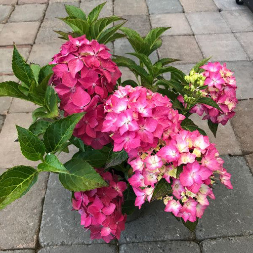 Hydrangea macrophylla 'Pia' 1 Gallon