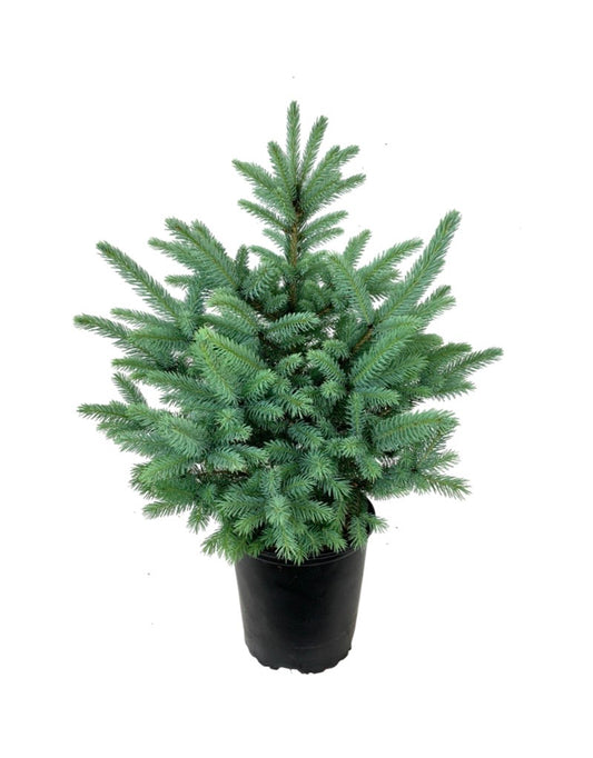 Picea pungens 'Baby Blue'