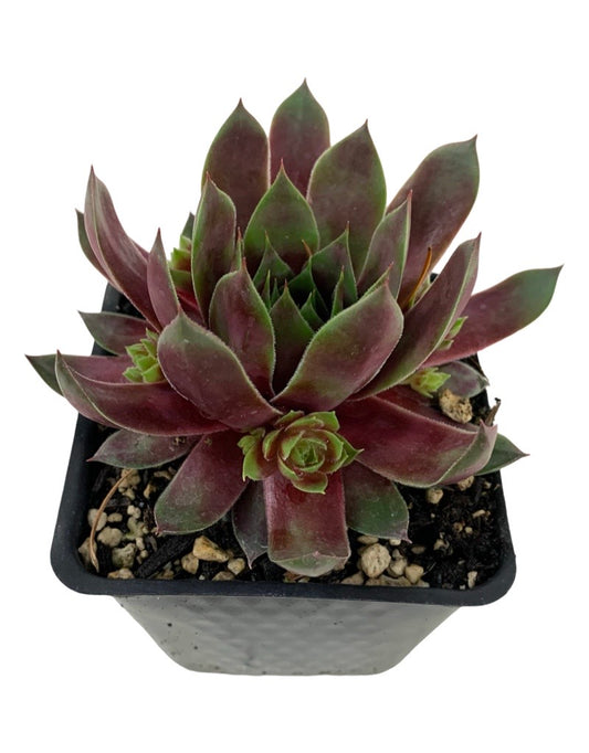 Sempervivum 'Hopewell' 4 Inch