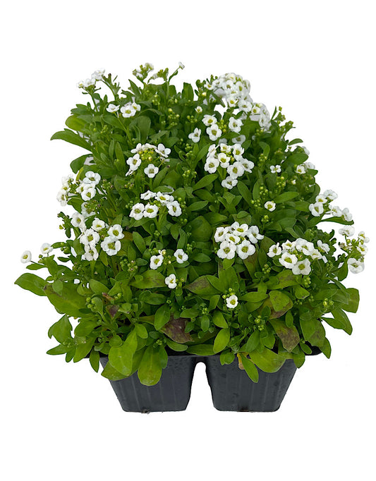 Alyssum 'Snow Crystals' Jumbo Traypack