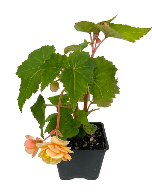 Begonia 'Compact Double Apricot' 4 Inch