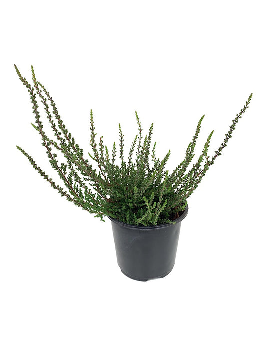 Calluna vulgaris 'Zalina'  4 inch