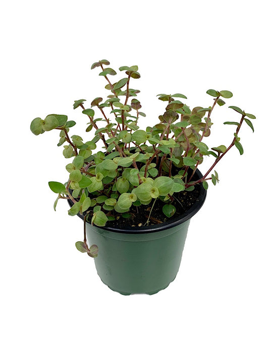 Callisia repens  4 inch