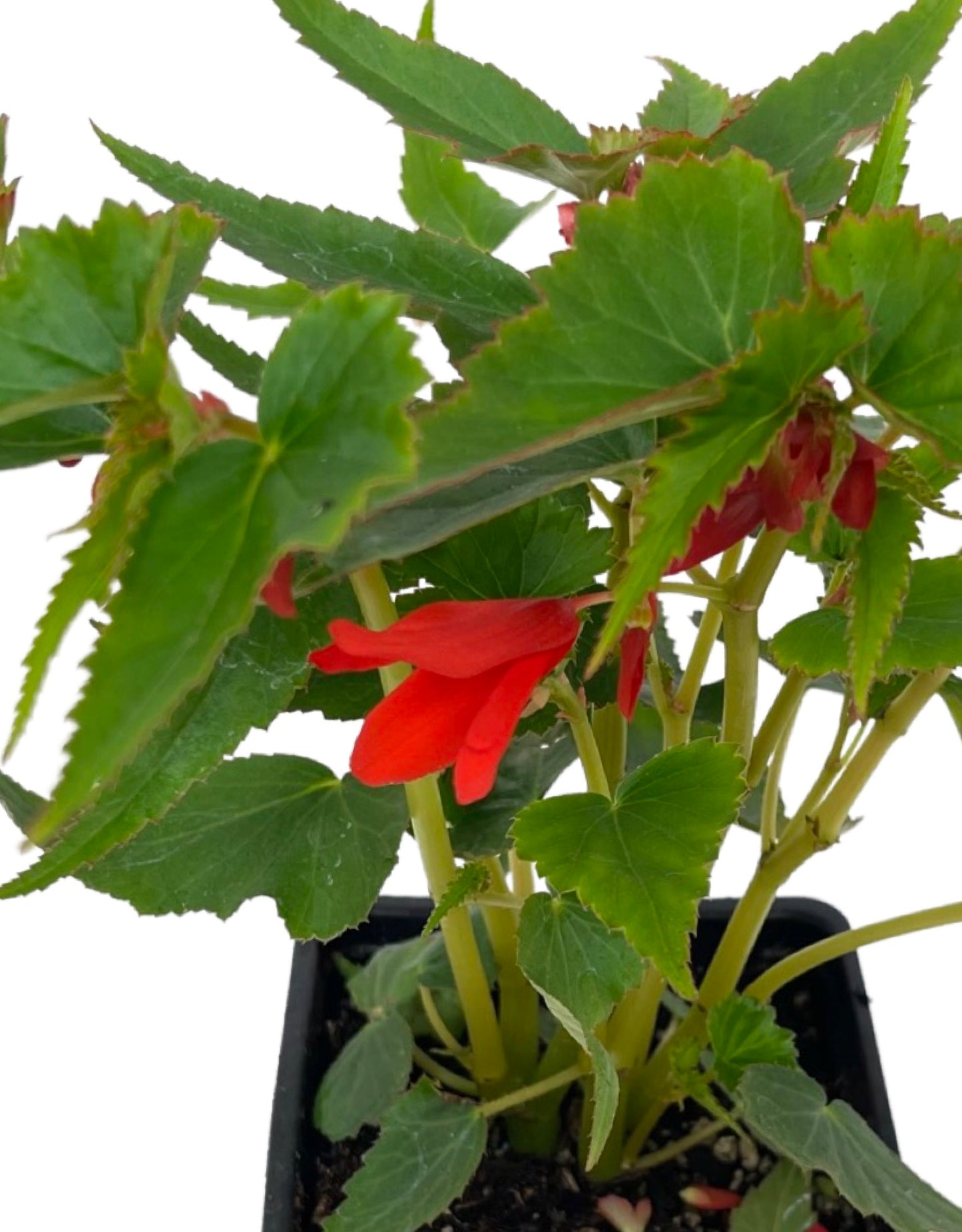 Begonia 'Mistral Orange' 4 Inch