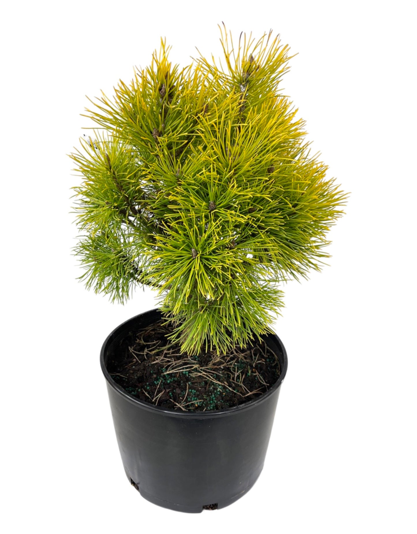 Pinus mugo 'Wintersonne' 3 Gallon