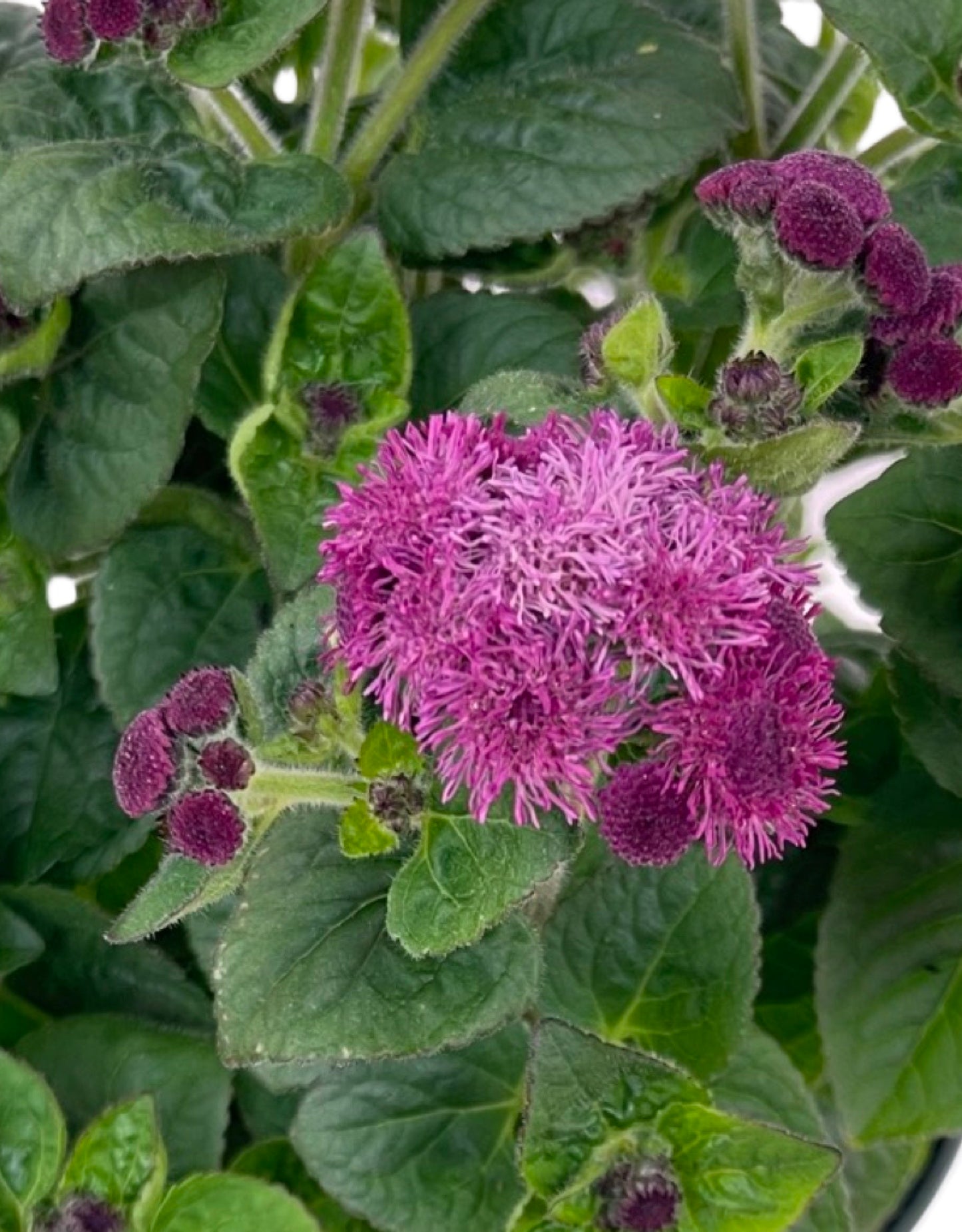 Ageratum 'Aguilera Dark Pink' 6 Inch