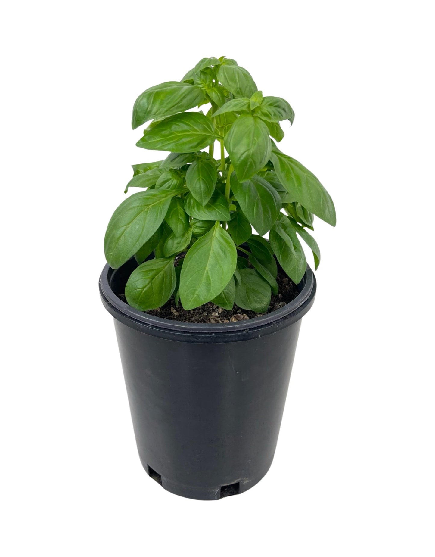 Basil 'Everleaf Emerald Towers'