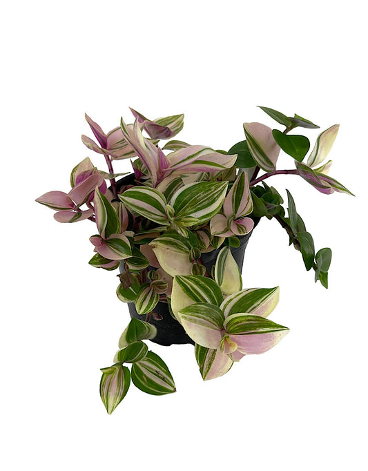 Tradescantia tricolor  €˜Pink Princess  4 Inch