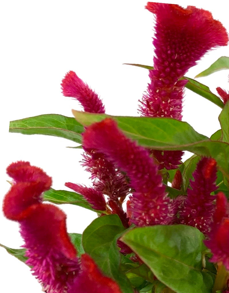 Celosia 'Twisted Strawberry' Quart