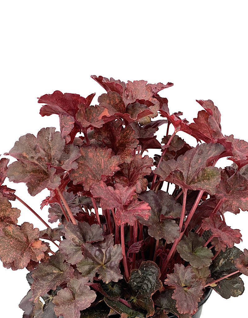 Heuchera 'Midnight Rose'