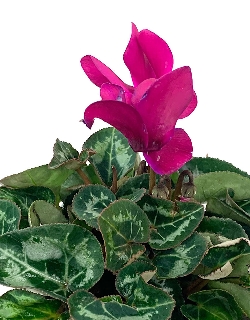 Cyclamen 'Laser Synchro Purple' 4 inch