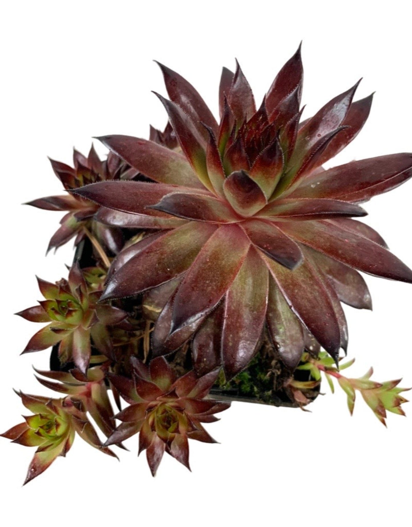 Sempervivum 'Mauna Kea' 4 Inch