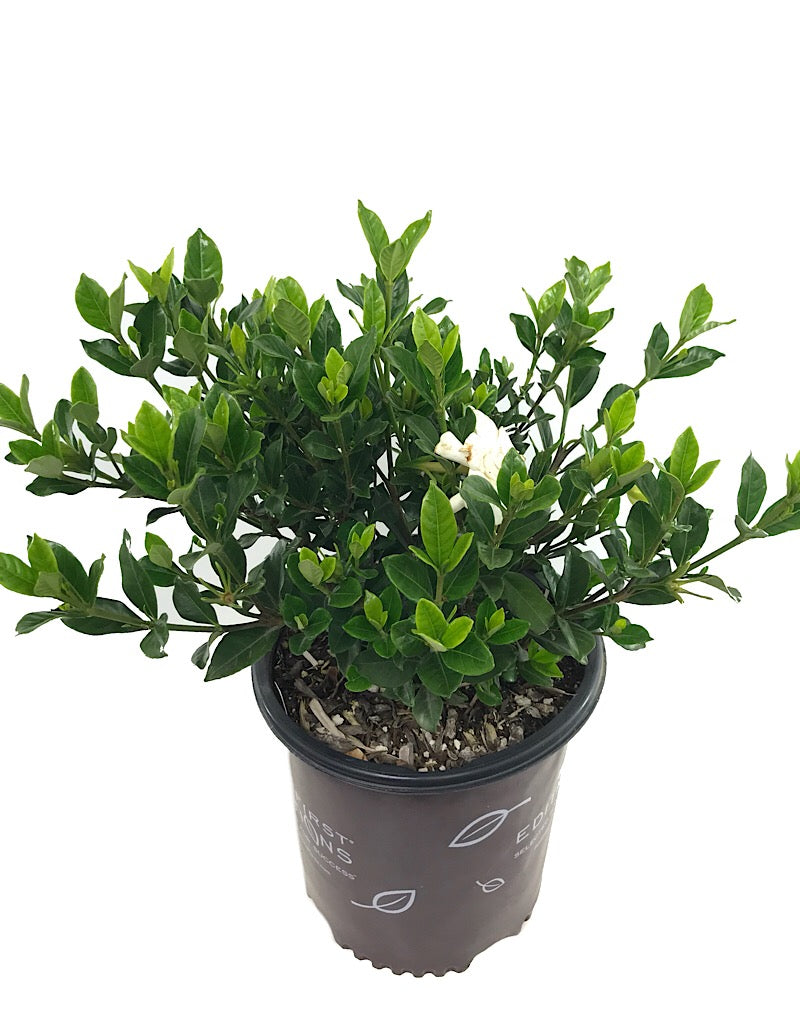 Gardenia jasminoides 'Double Mint'  2 gal