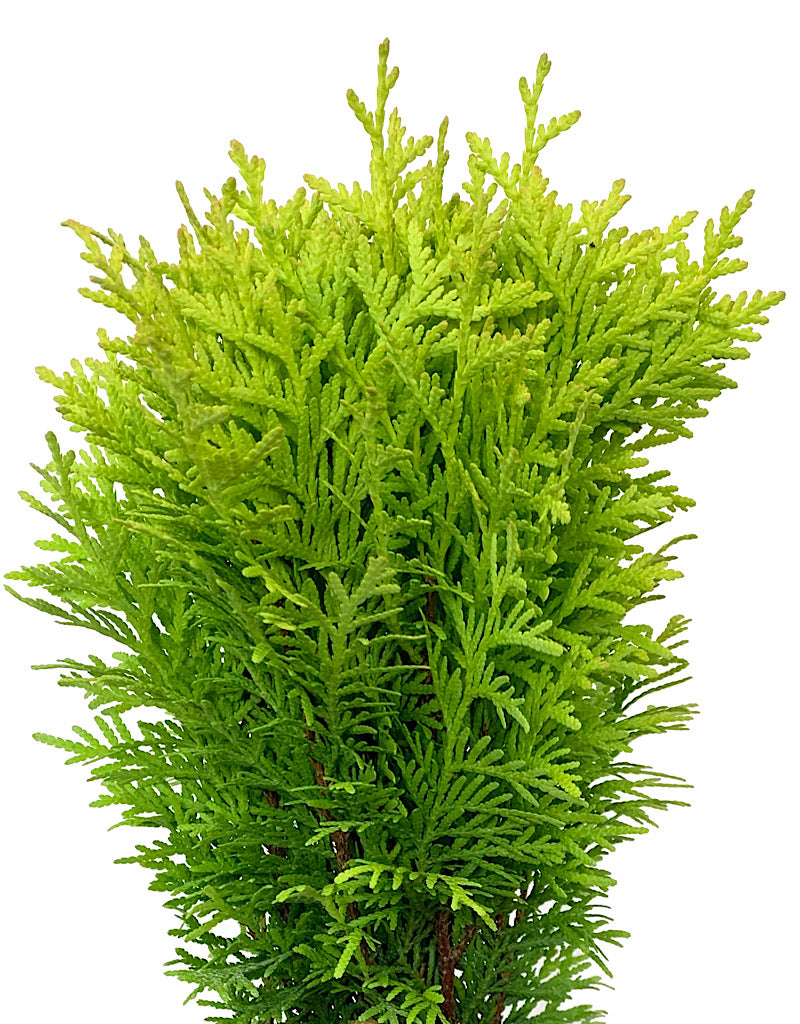 Thuja o. 'Autumn Moon' 4 Inch