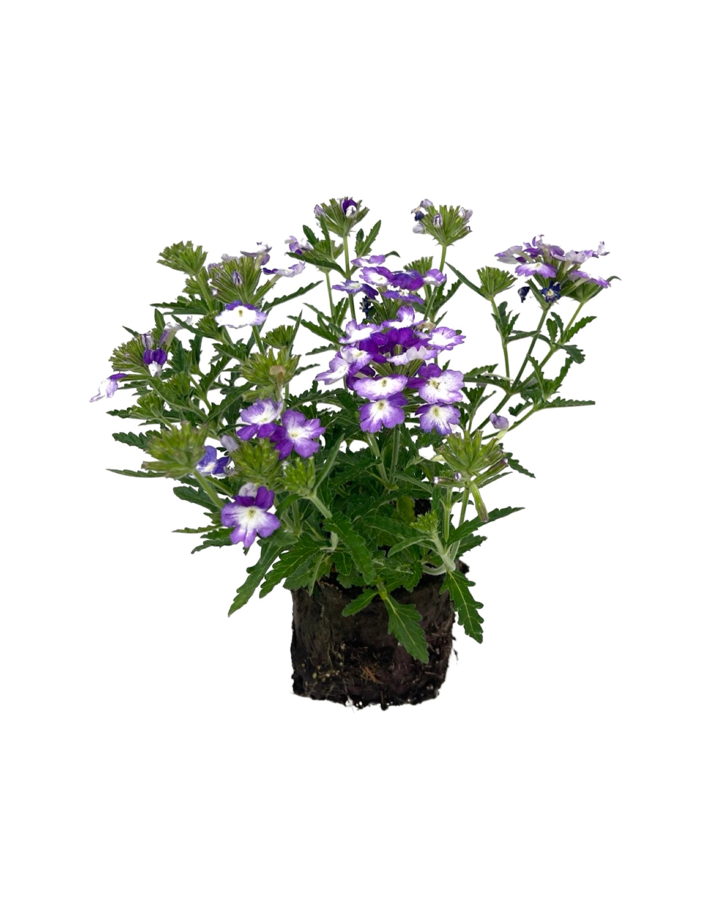 Verbena 'Wicked Cool Purple' 4 Inch