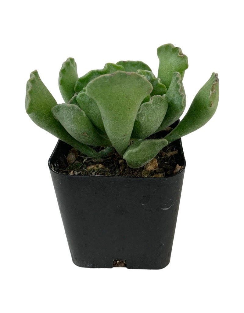 Adromischus cristatus